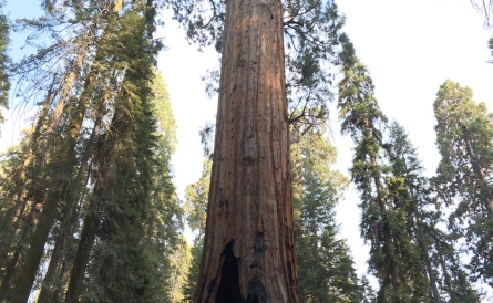 California drought crippling the mighty sequoias